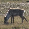 A caribou still has a winter coat.